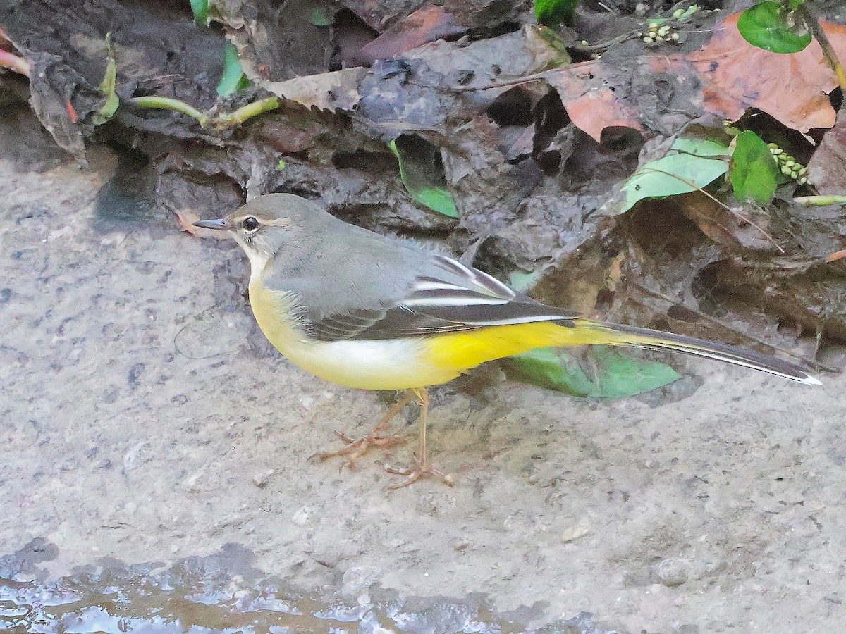 Gray Wagtail - ML624590335