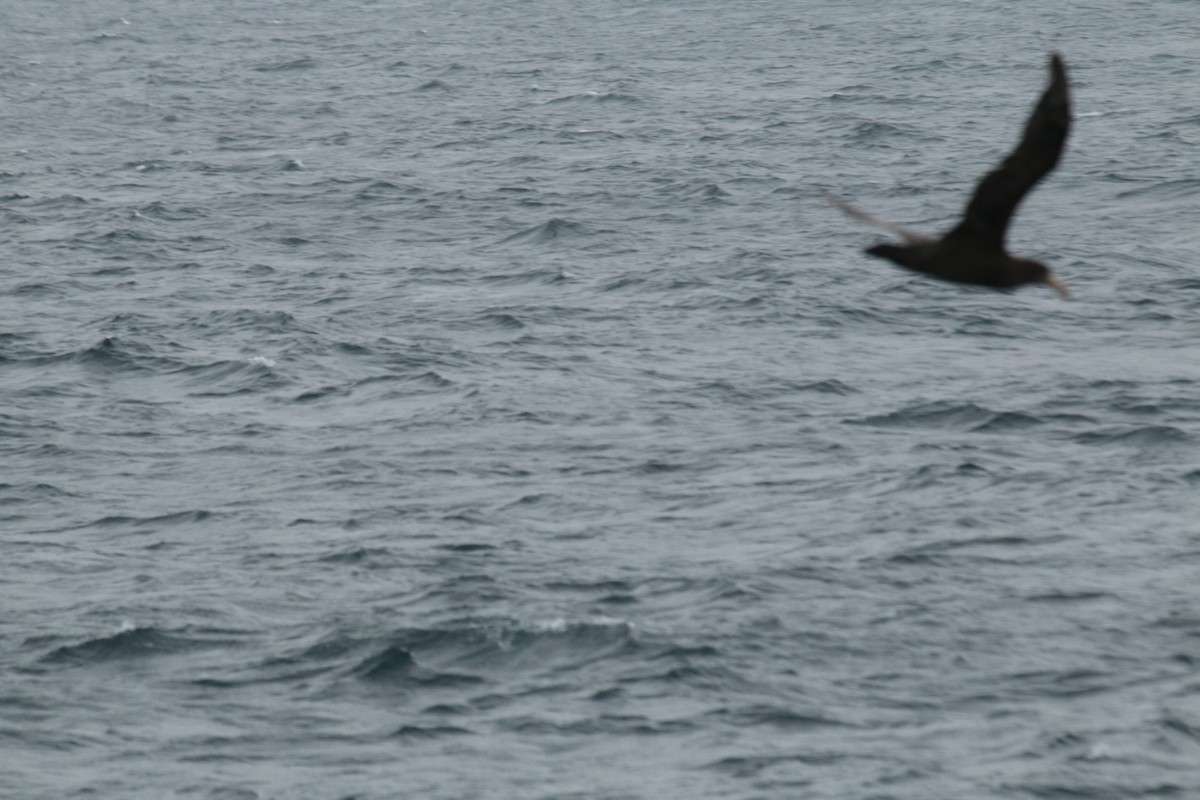 Northern Giant-Petrel - Matthew Withrow