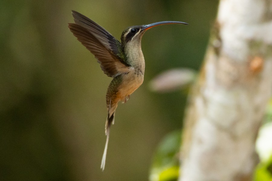 Great-billed Hermit - ML624590338