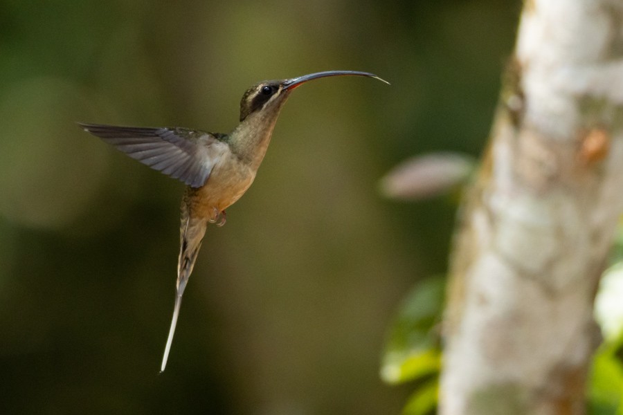 Great-billed Hermit - ML624590339