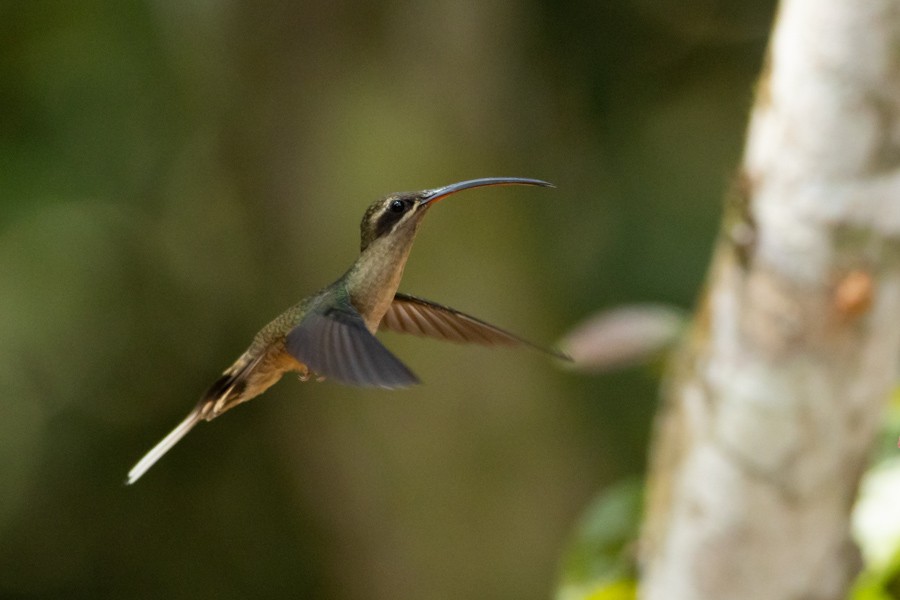 Great-billed Hermit - ML624590340