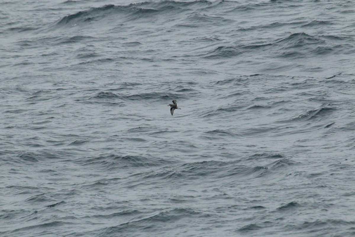 Mottled Petrel - ML624590358