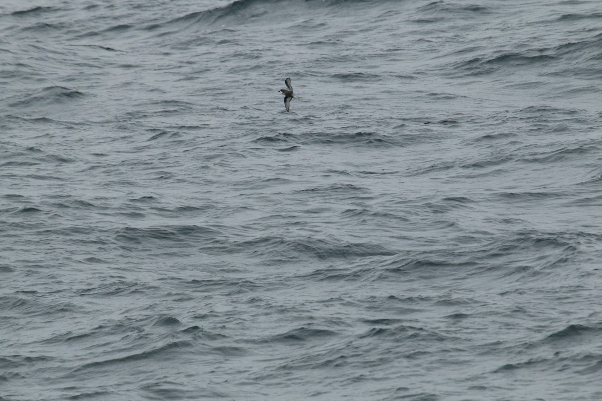 Mottled Petrel - ML624590359