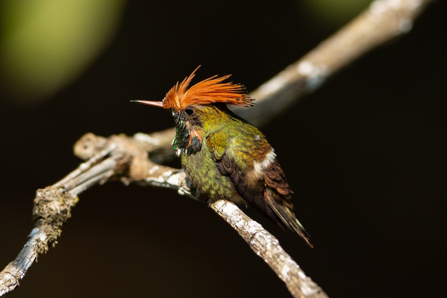 Rufous-crested Coquette - ML624590361