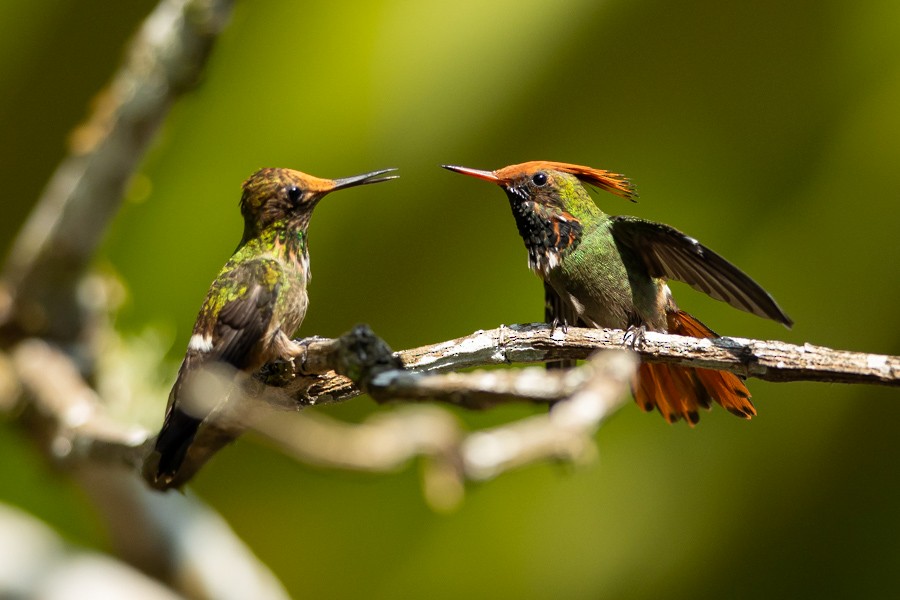 Rufous-crested Coquette - ML624590362