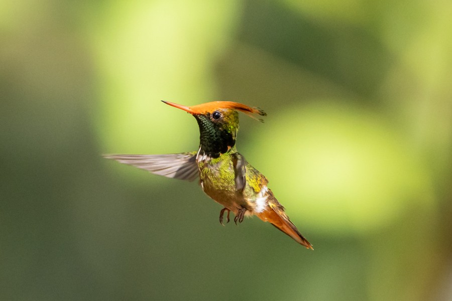 Rufous-crested Coquette - ML624590363