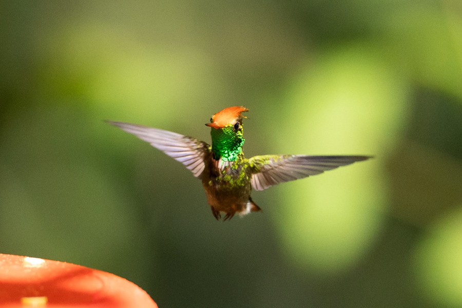 Rufous-crested Coquette - ML624590364