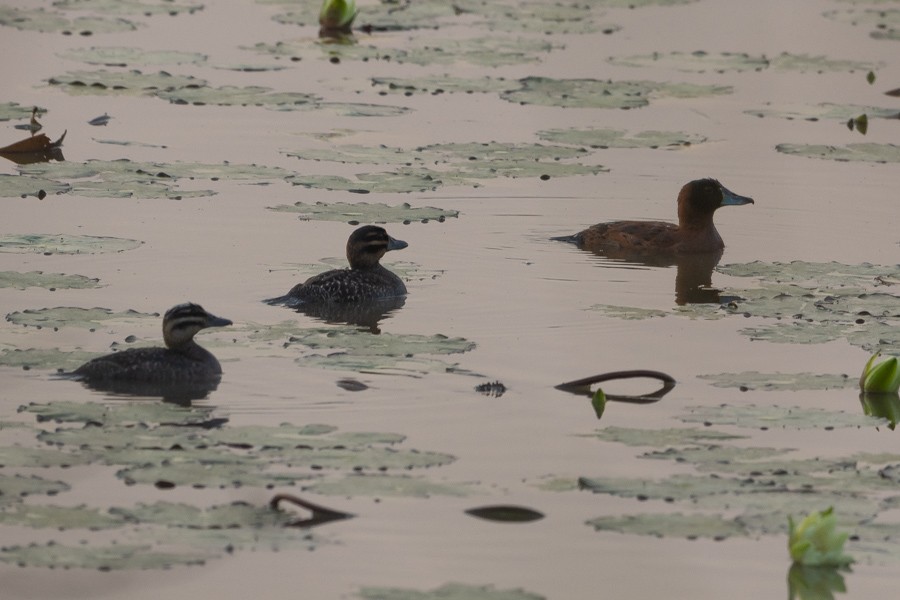 Masked Duck - ML624590404