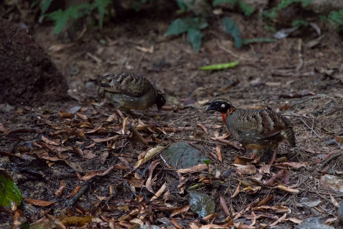 Hainan Partridge - Kaiyuan Li