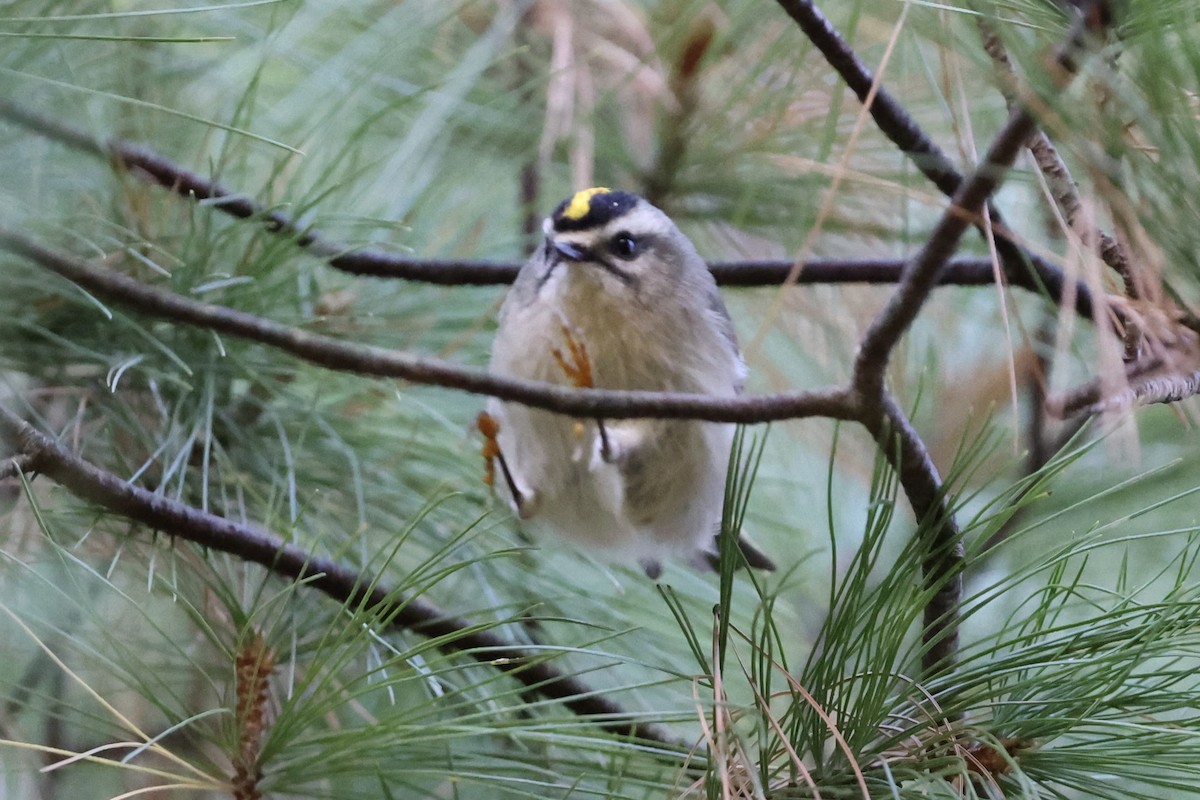 Golden-crowned Kinglet - Barbara Hostetler