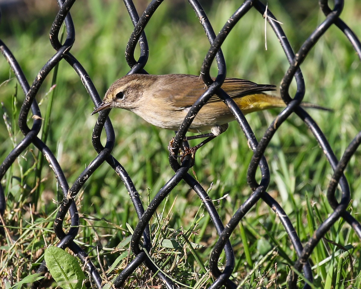 Palm Warbler - David Kirschke