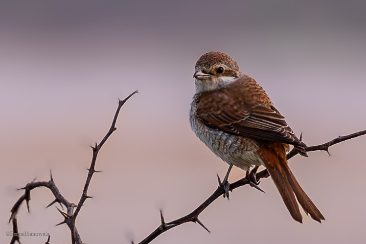 Red-backed Shrike - Esmail Samiwala