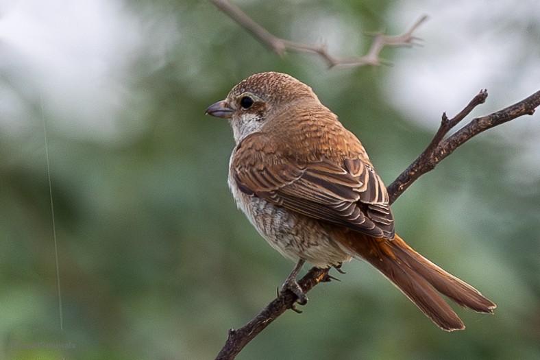 Red-backed Shrike - Esmail Samiwala