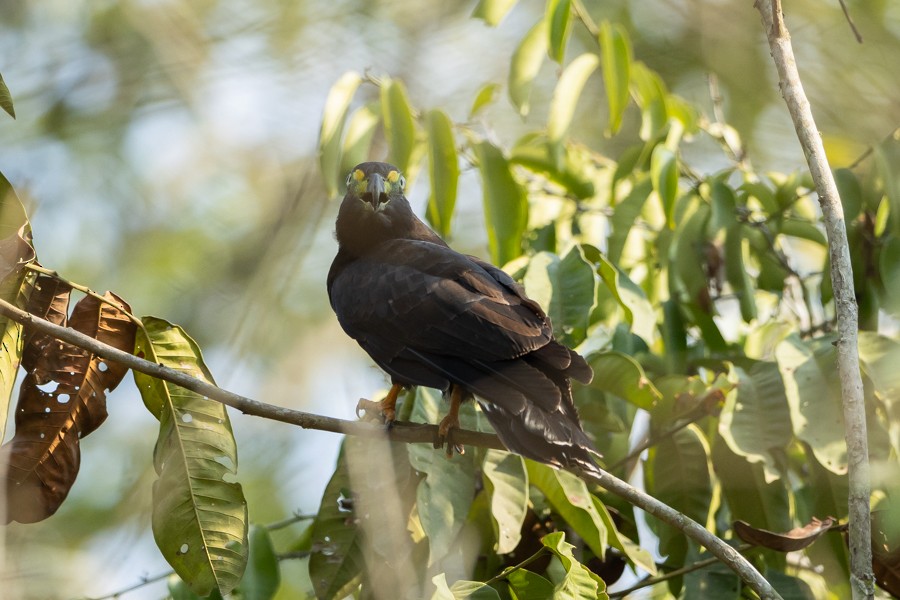 Hook-billed Kite - ML624590460