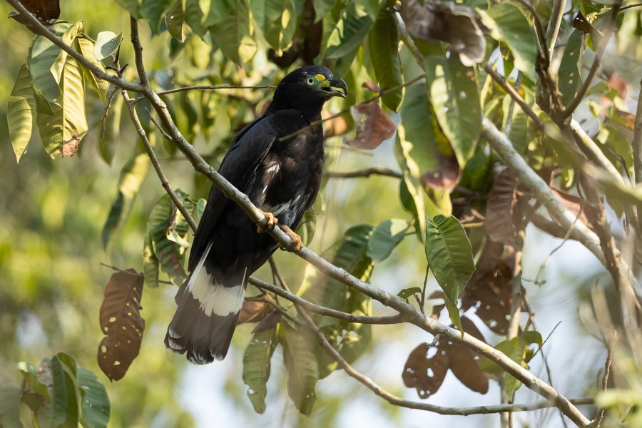 Hook-billed Kite - ML624590461