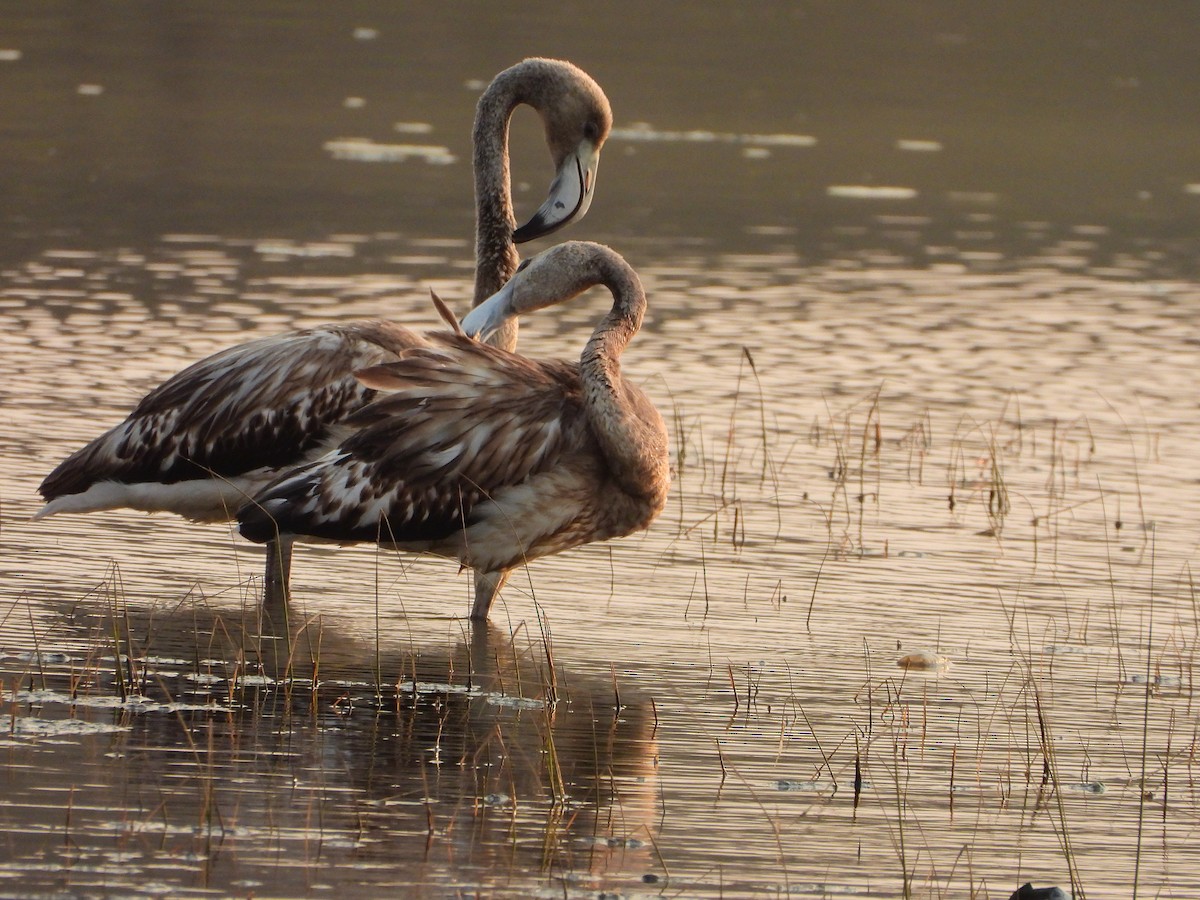 Greater Flamingo - VAibhAV Patil