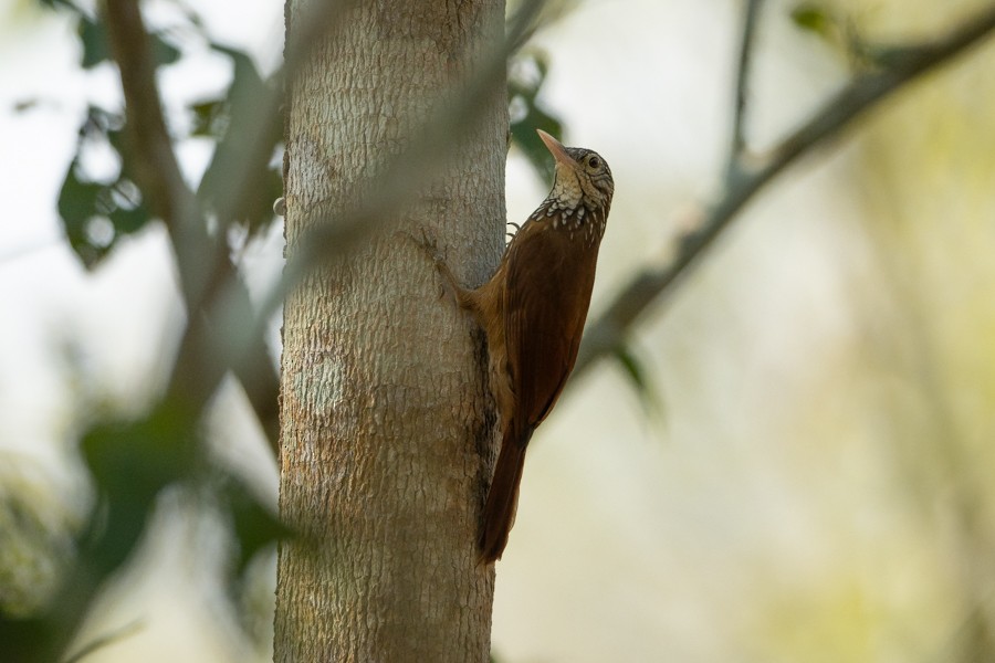 Straight-billed Woodcreeper - Ferran López Sanz