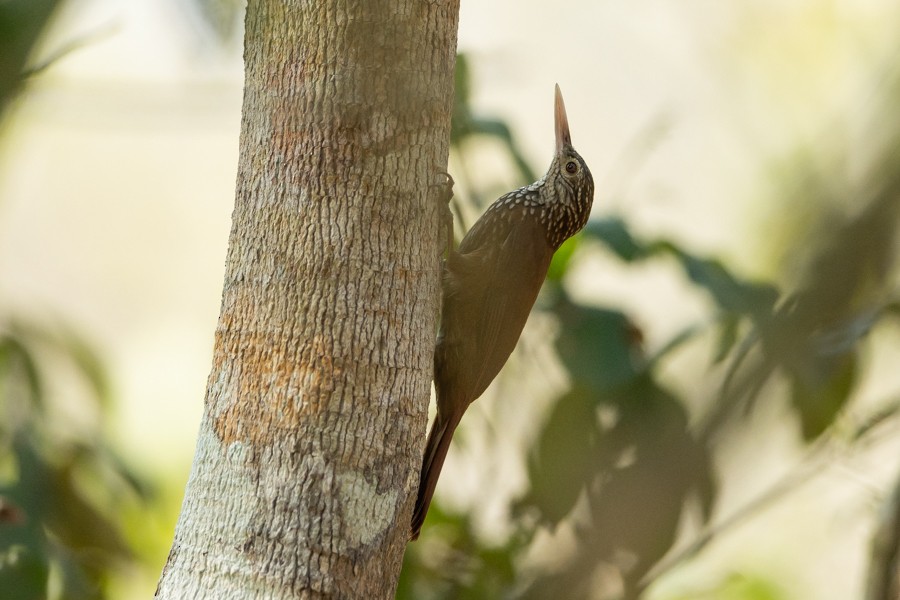 Straight-billed Woodcreeper - ML624590481