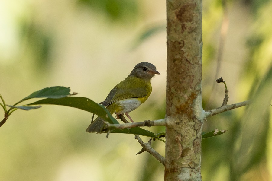 Ashy-headed Greenlet - ML624590497