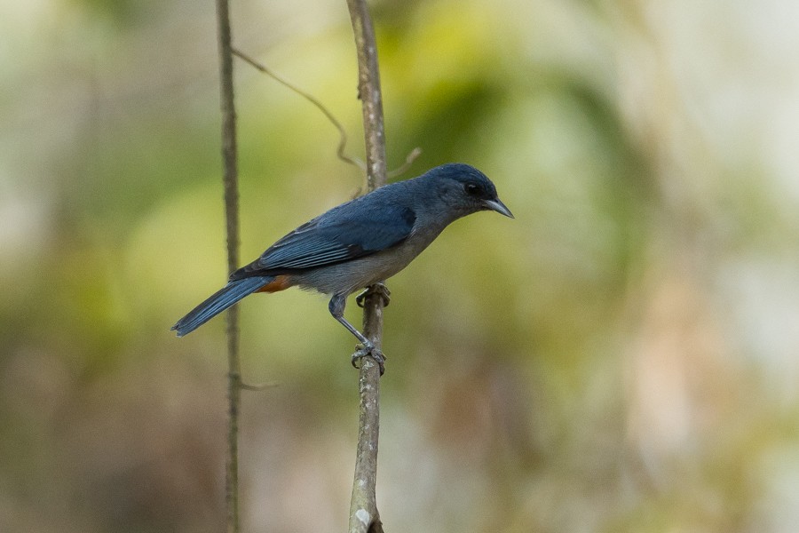 Chestnut-vented Conebill - ML624590509