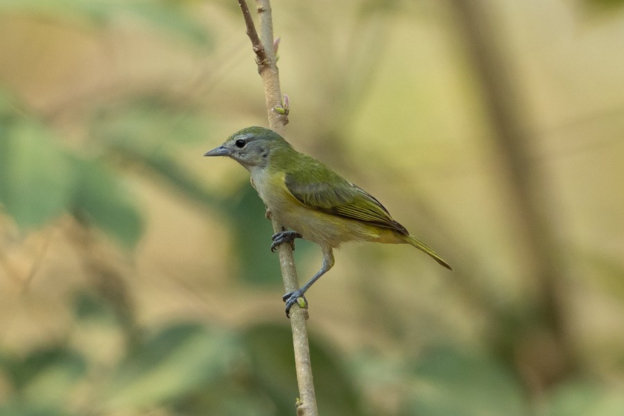 Chestnut-vented Conebill - ML624590511