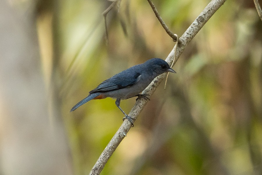 Chestnut-vented Conebill - ML624590512