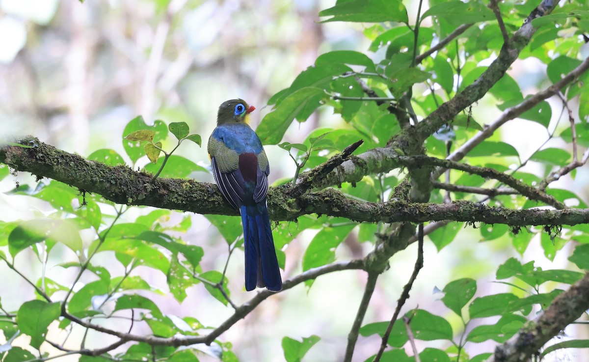 trogon sumaterský - ML624590538