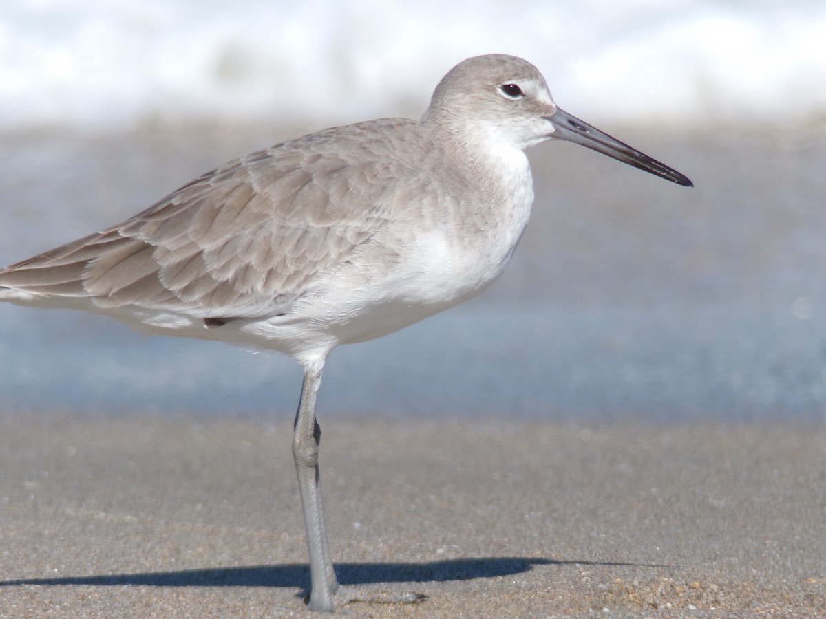 Willet - ML624590596