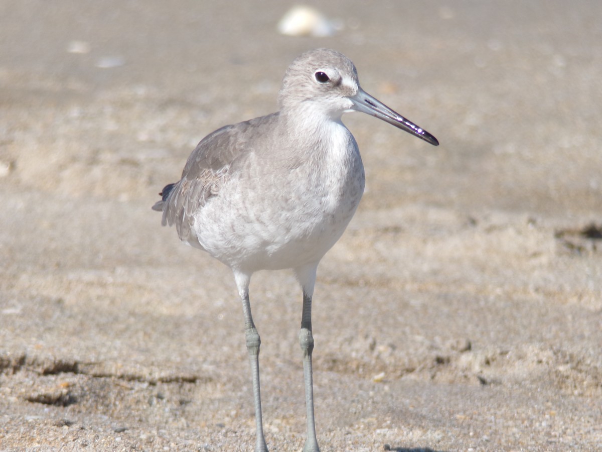 Willet - ML624590613