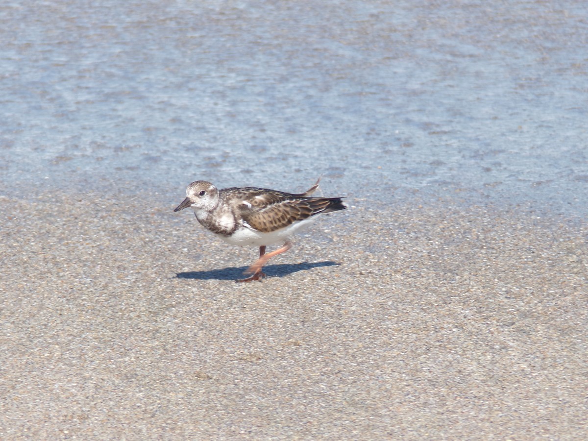 Ruddy Turnstone - ML624590620