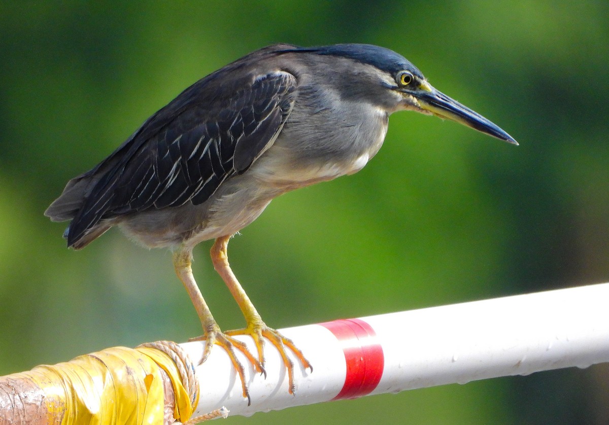 Striated Heron - ML624590635