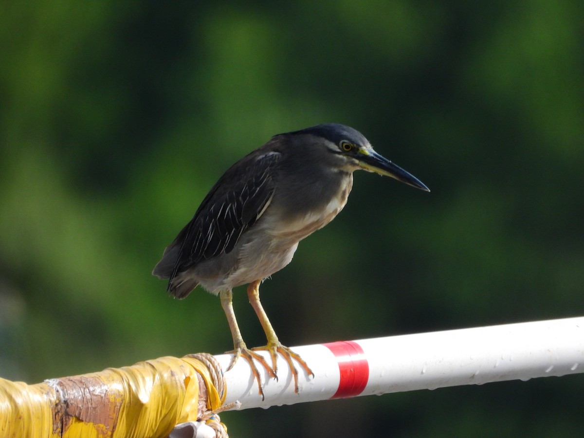 Striated Heron - ML624590640