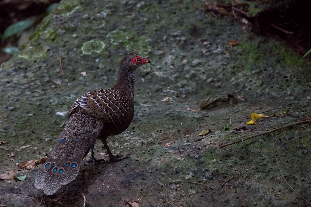 Hainan Peacock-Pheasant - ML624590665