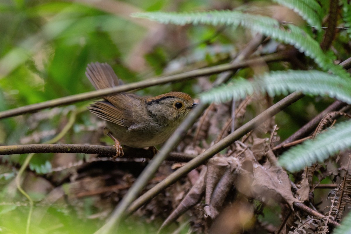 Dusky Fulvetta - ML624590690