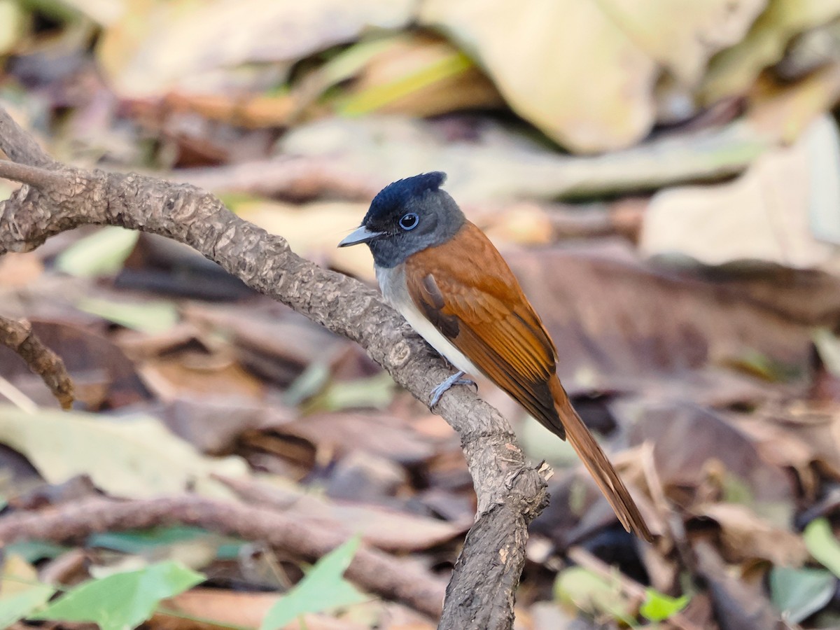 Black Paradise-Flycatcher - ML624590696