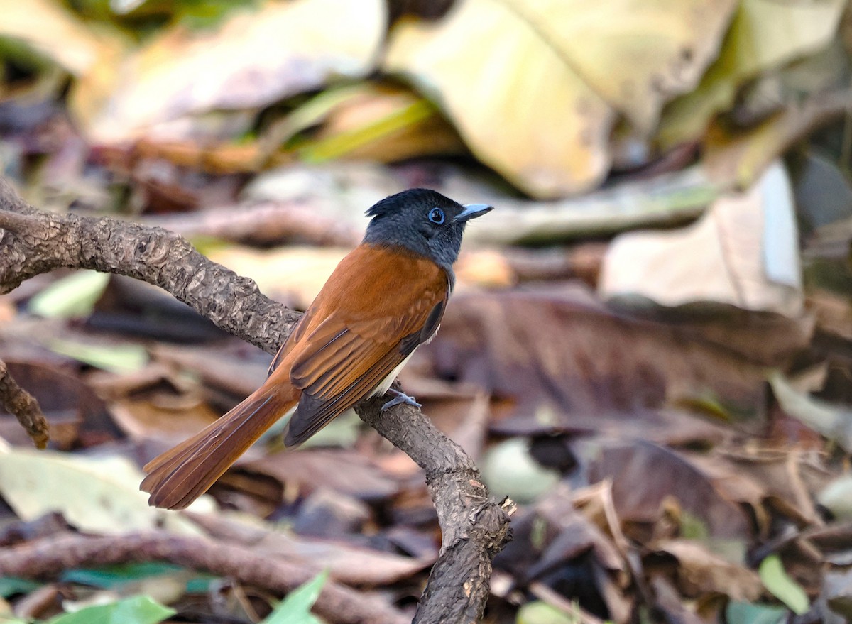 Black Paradise-Flycatcher - ML624590697