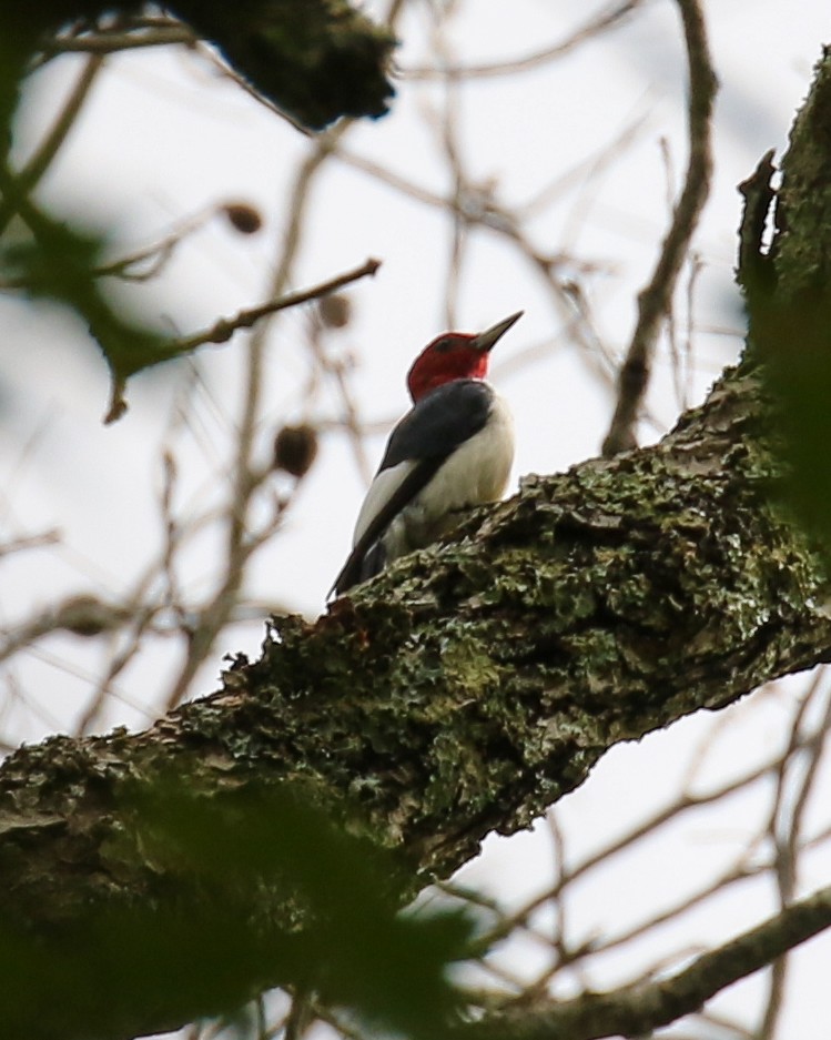 Red-headed Woodpecker - ML624590698