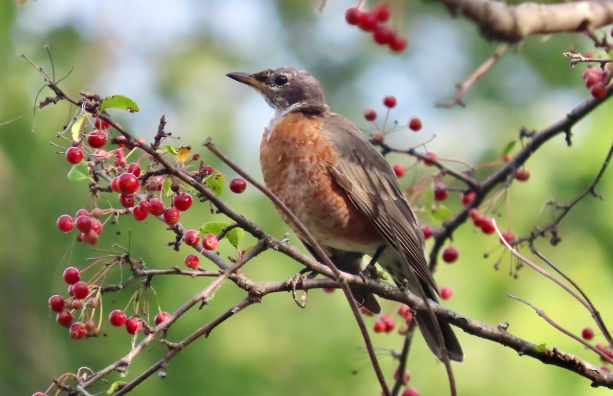 Zozo papargorria - ML624590701