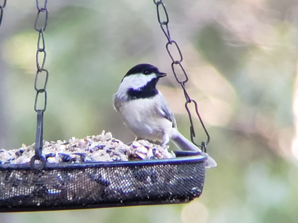 Carolina Chickadee - ML624590709