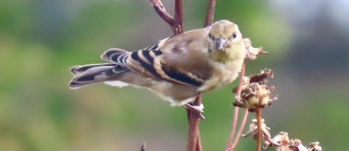 American Goldfinch - ML624590712