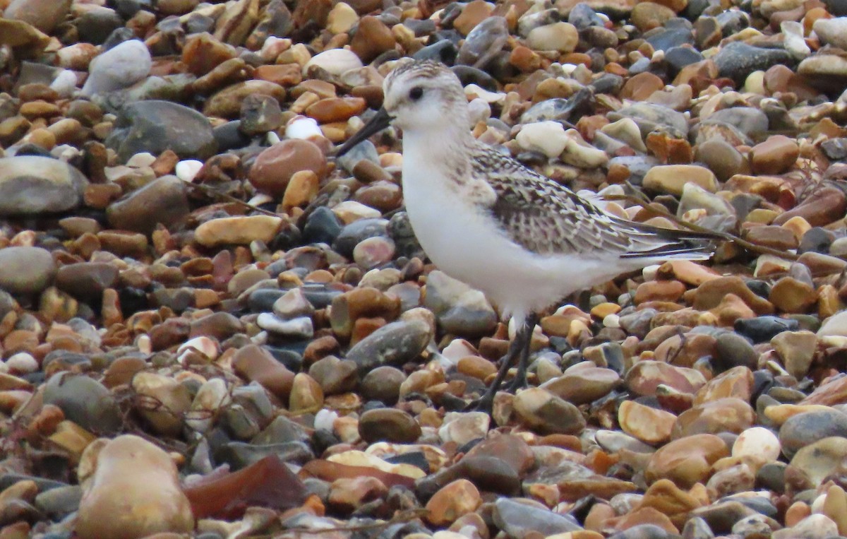 Sanderling - ML624590713