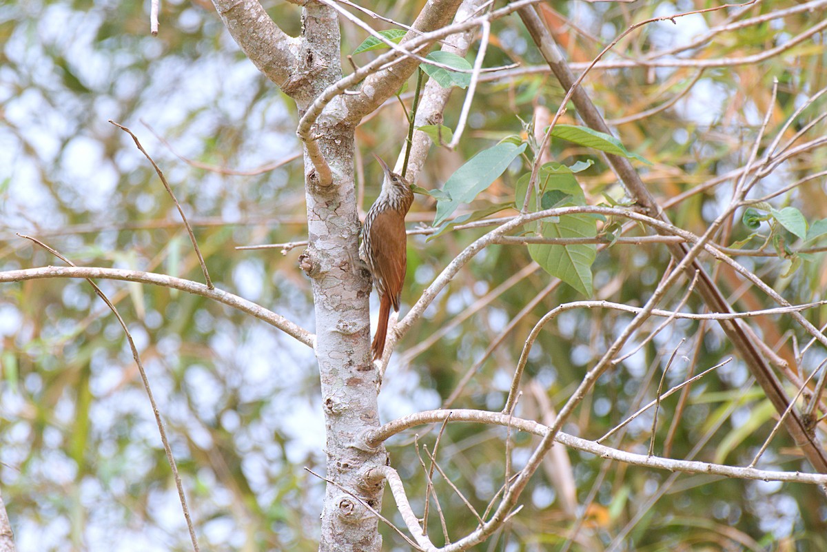 Scaled Woodcreeper (Scaled) - ML624590714