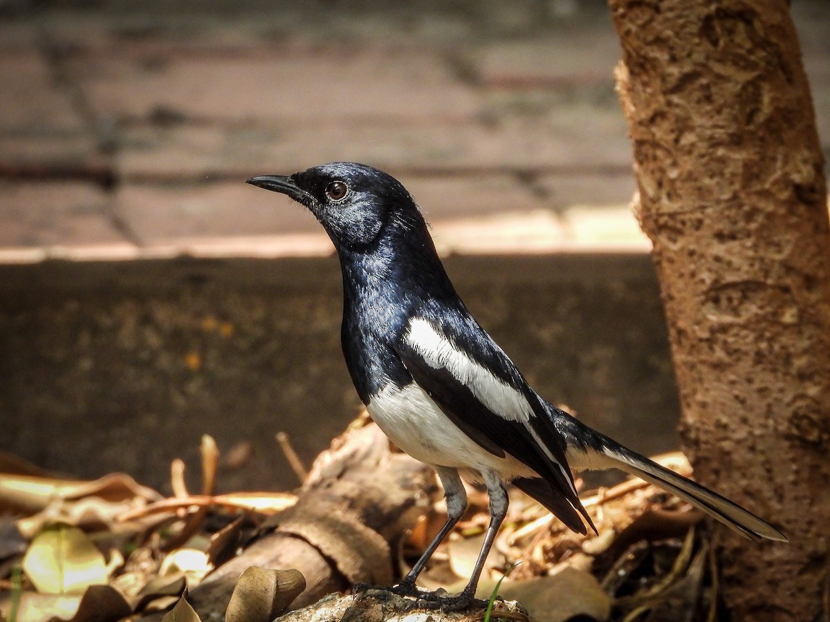 Oriental Magpie-Robin - ML624590715