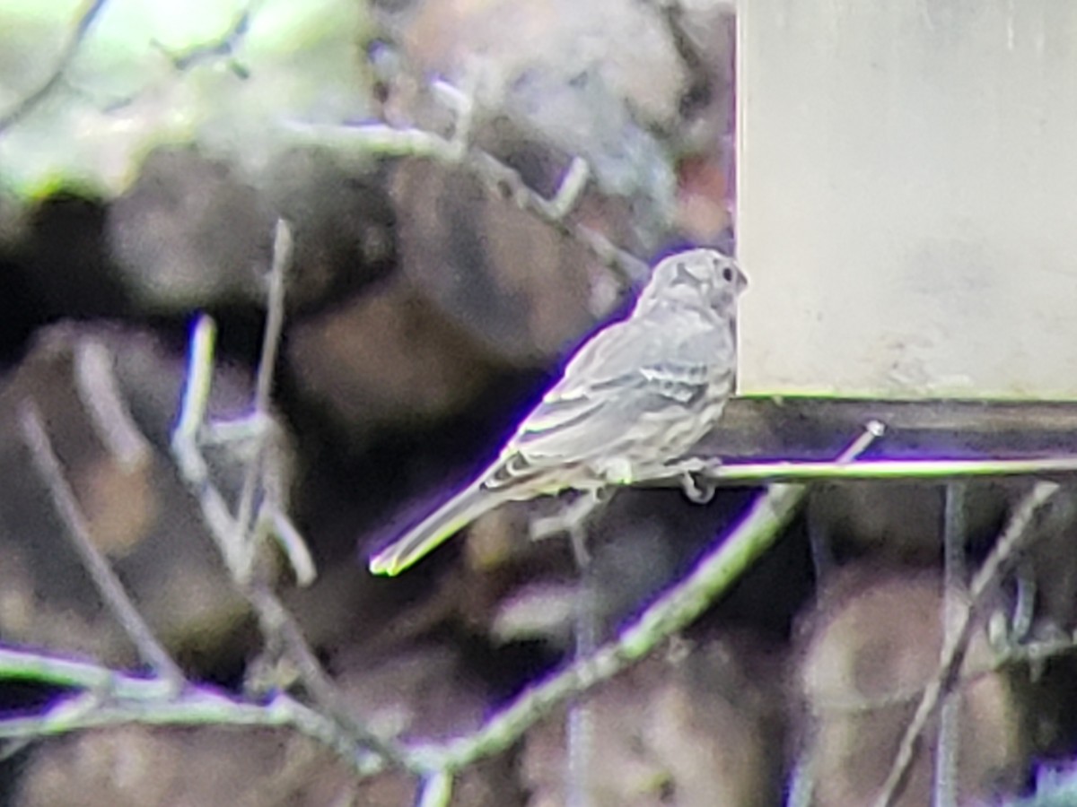 House Finch - ML624590719