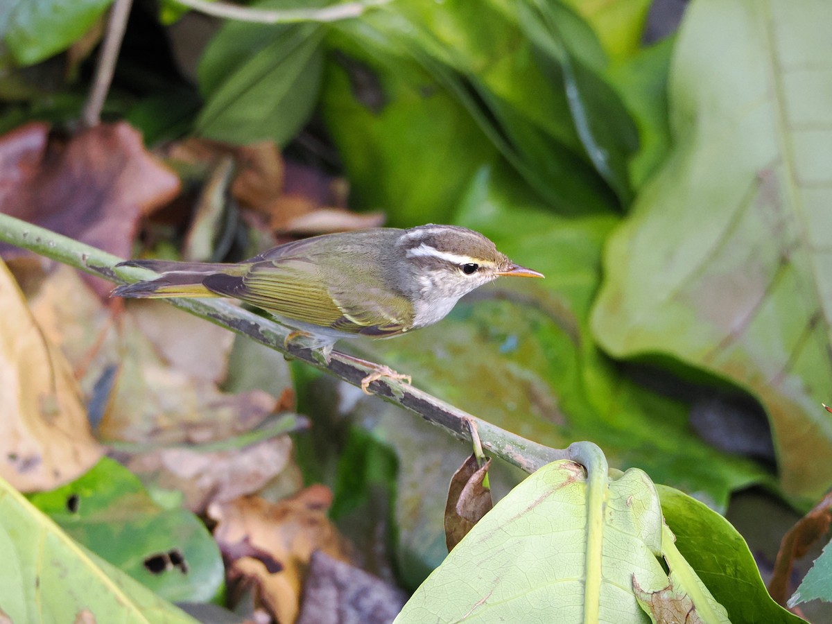 Eastern Crowned Warbler - ML624590721