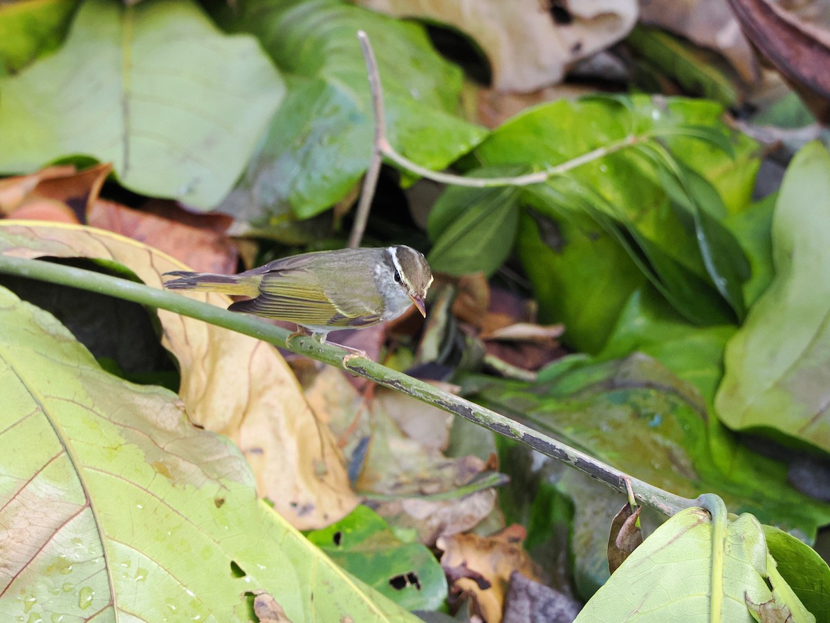 Eastern Crowned Warbler - ML624590722