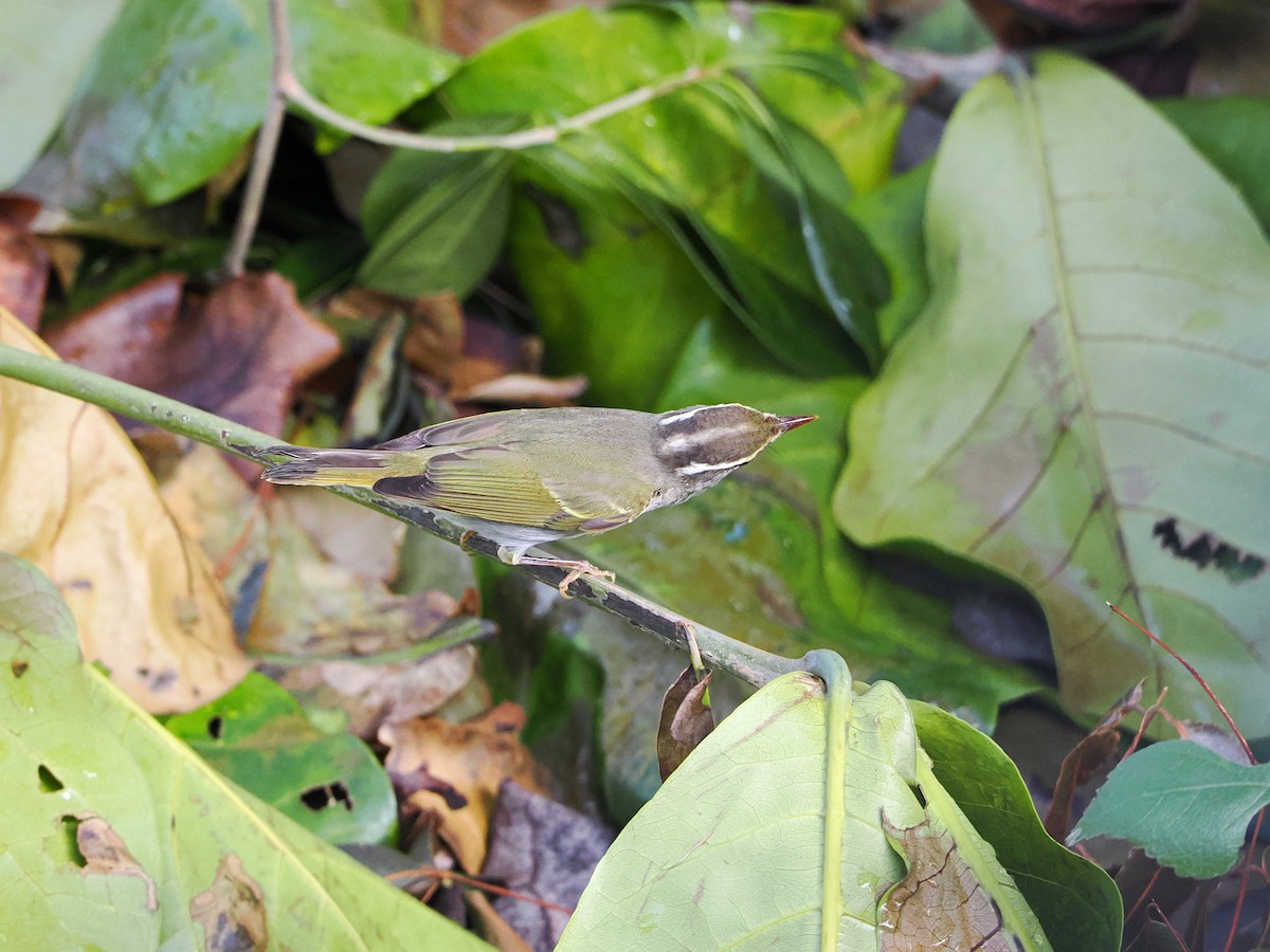 Eastern Crowned Warbler - ML624590723