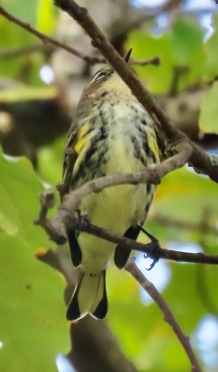 Yellow-rumped Warbler (Myrtle) - ML624590726