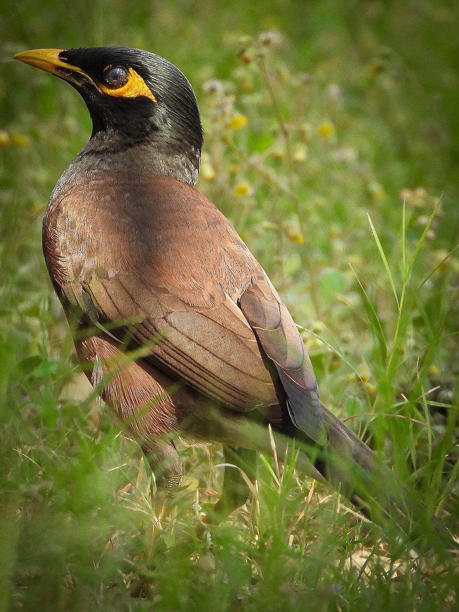 Common Myna - ML624590744