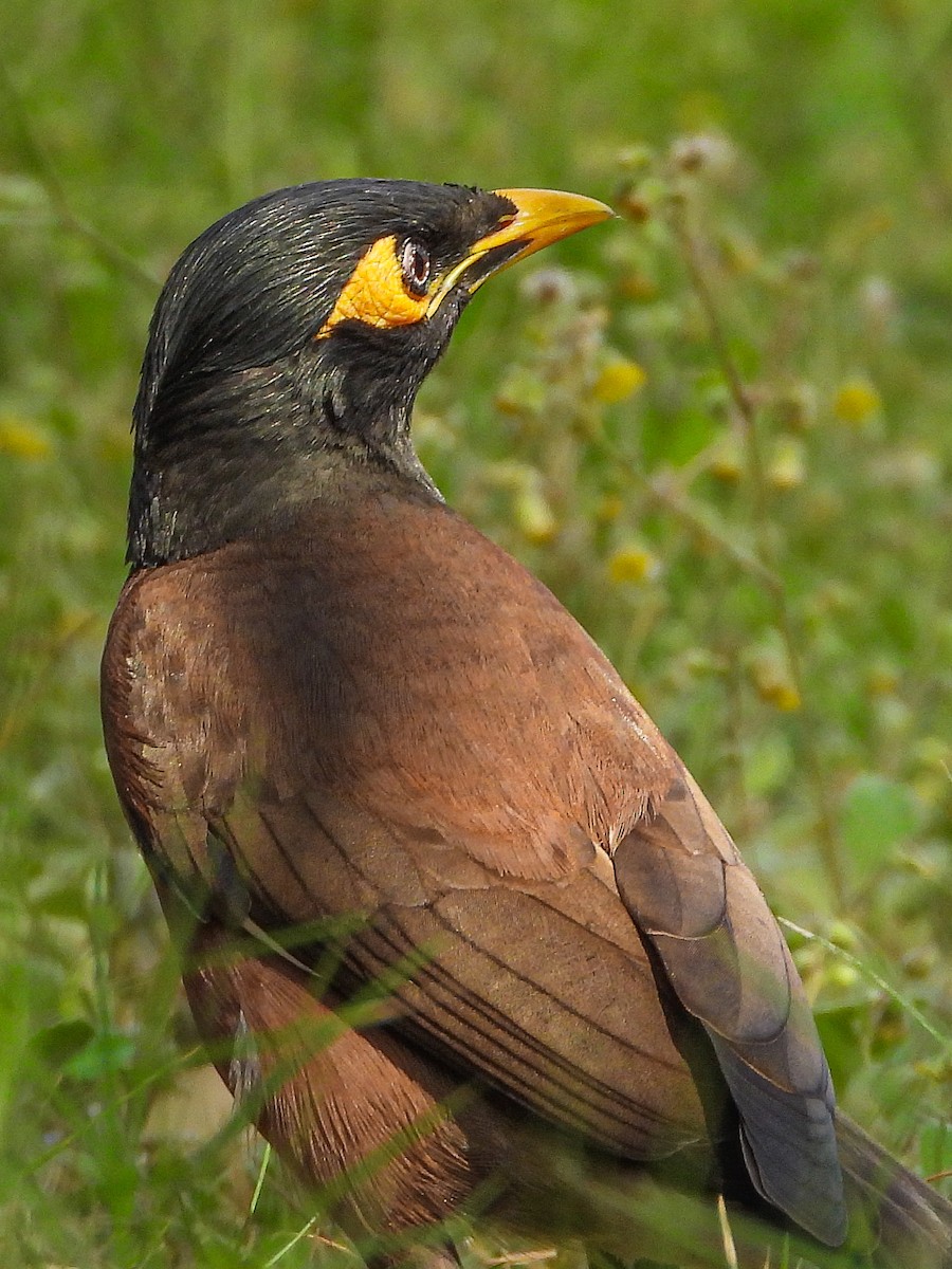 Common Myna - ML624590745